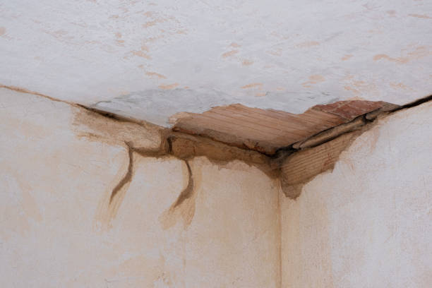 Best Mold removal after water damage  in Oak Lawn, IL